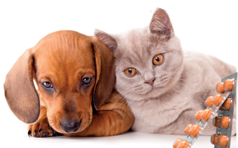 додатоци во исхрана суплементи за кучиња и мачки